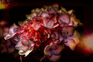 Hydrangea