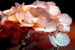 Hydrangea 2