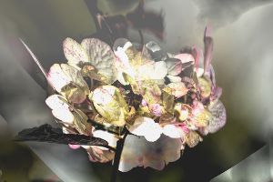 Hydrangea 6