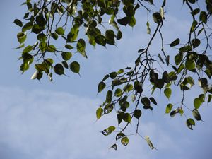 Leaves in the breeze
