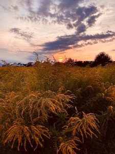 sunset over the meadow