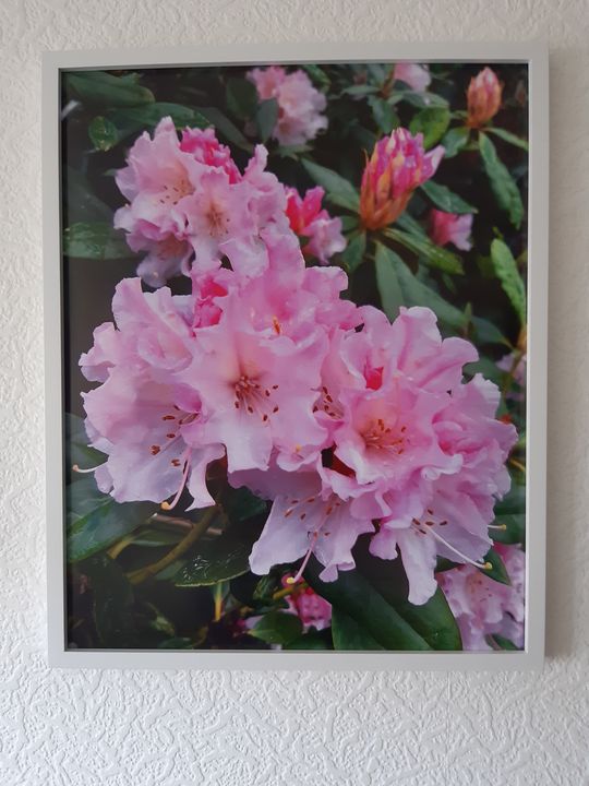 PINK RHODODENDRON FLOWERS - DIGITAL ART GALLERY a.l.UK