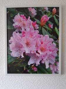 PINK RHODODENDRON FLOWERS