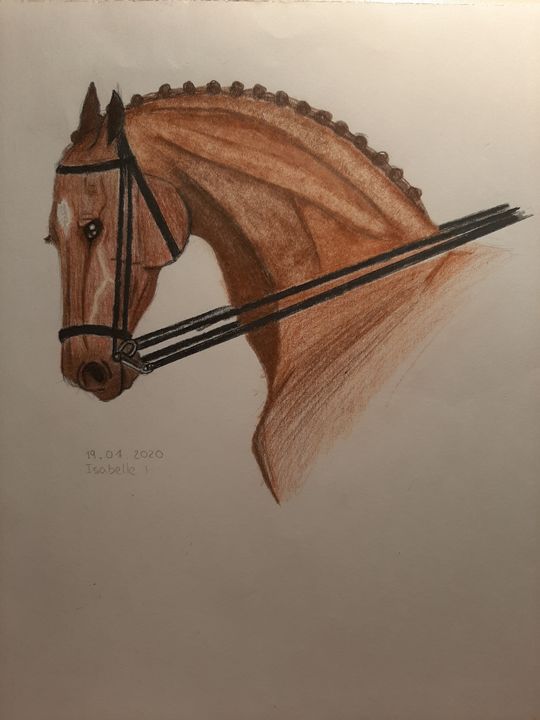 dressage horse head drawing
