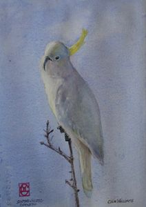 Cockatiel Print watercolour cockatiel painting australian birds cockatoo art