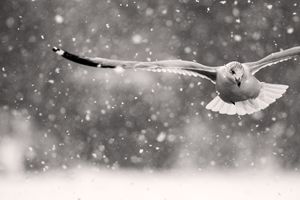 Snowgull