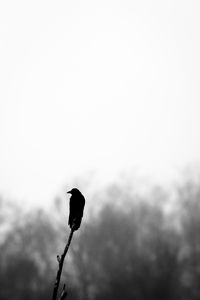 Lone Crow