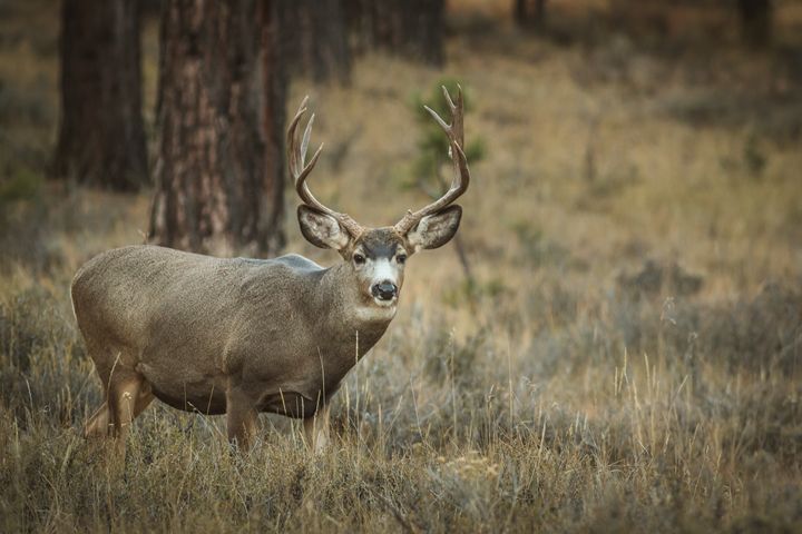 Mule Deer - Jeb McConnell - Photography, Animals, Birds, & Fish, Deer ...