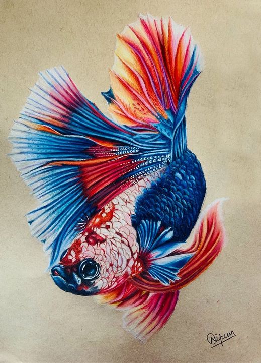 River Belle - Charcoal Pencil Drawing of a Siamese/Betta Fighting Fish