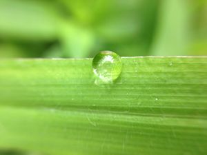 Drop of Grass
