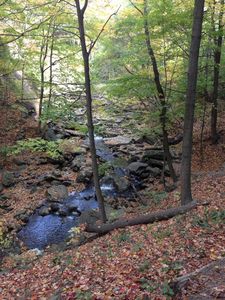 Refreshing Forest