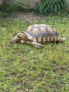 Terry the Tortoise