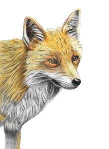 Cute autumn Fox, fall season fox - IslaNovella - Digital Art, Animals,  Birds, & Fish, Fox - ArtPal