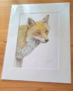 Red Fox Drawing - Ruth Duddy Art