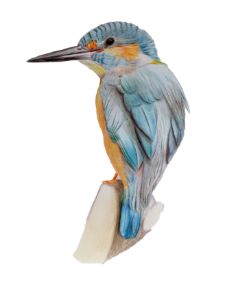 Color pencil art - Hems - Drawings & Illustration, Animals, Birds, & Fish,  Birds, Kingfisher - ArtPal