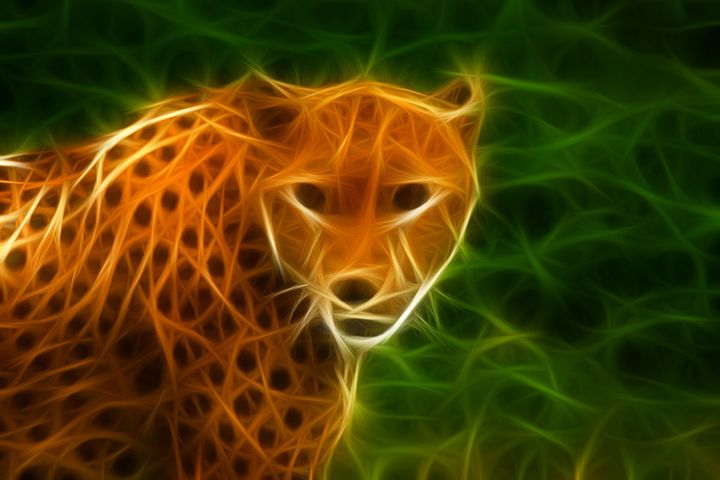 Cheetah - Croag