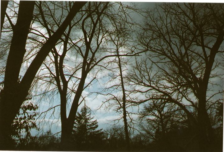 Tree Tops- 35mm - Sam Glidewell