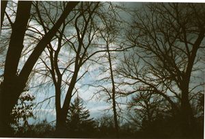 Tree Tops- 35mm