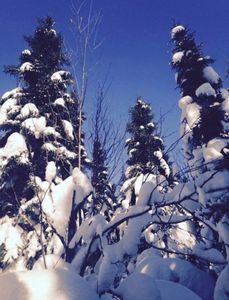 Snow Topped Trees