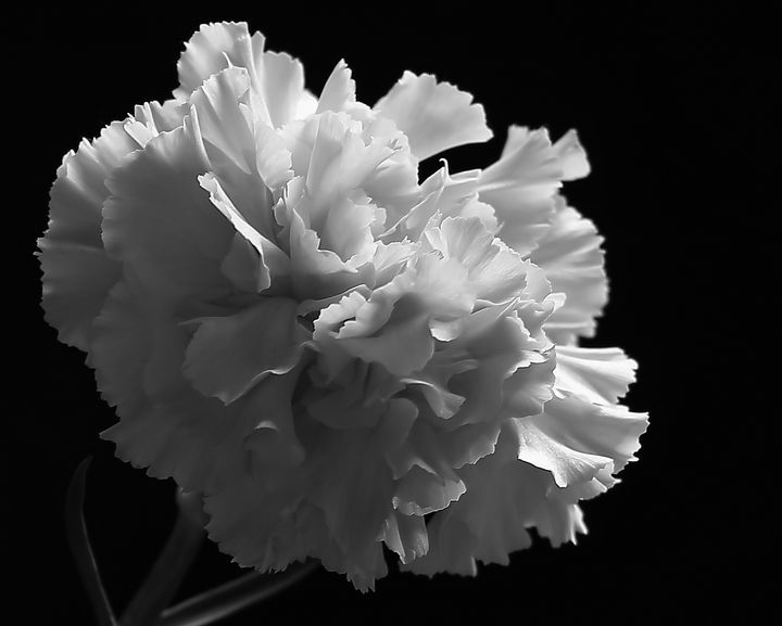 White Carnation Monochrome - JT54Photography - Photography, Flowers ...