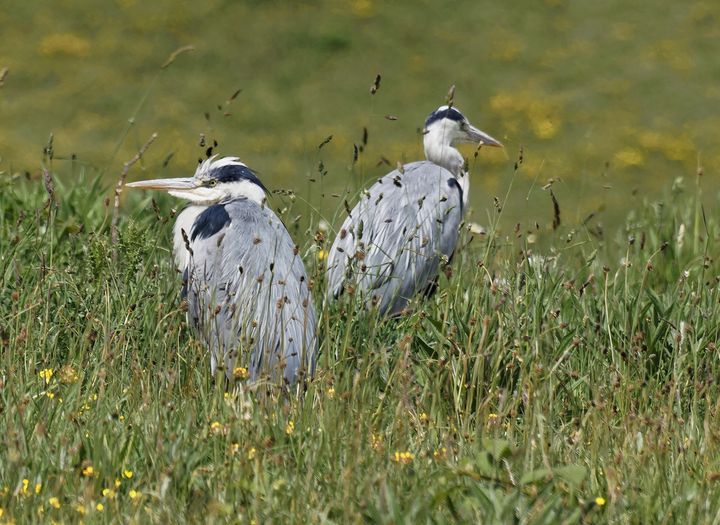 A Pair Of Young Grey Herons - JT54Photography - Photography, Animals ...