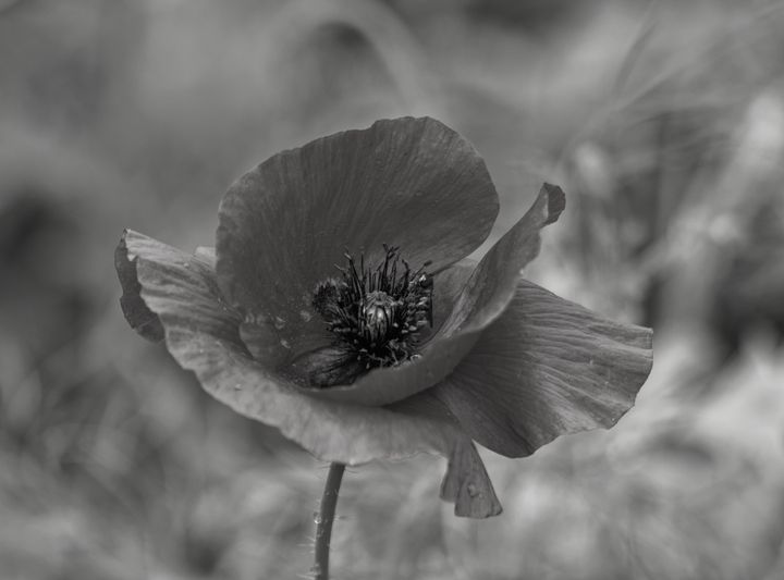 Poppy Black And White - JT54Photography - Photography, Flowers, Plants ...