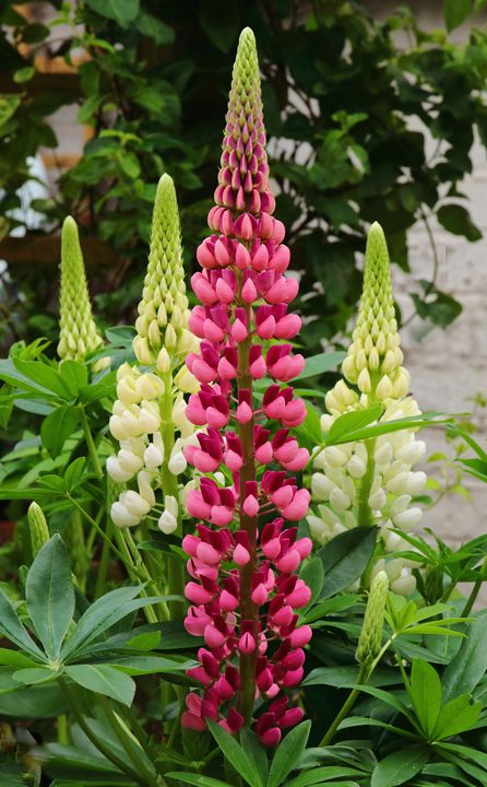 Lupin Flowers - JT54Photography - Photography, Flowers, Plants, & Trees ...