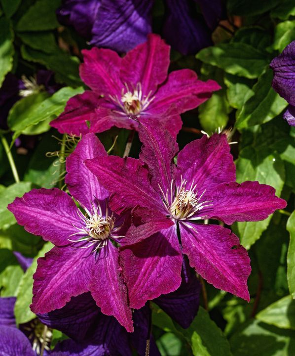 Three Purple Clematis - JT54Photography - Photography, Flowers, Plants ...