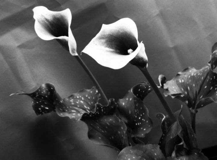 Two Calla Lilies Monochrome JT54Photography Photography, Flowers