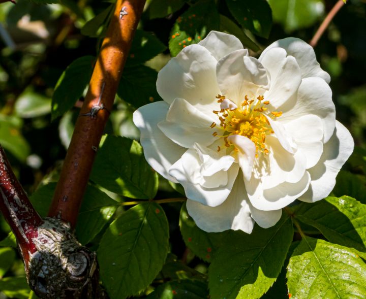 New York Botanical Garden - L'secret Design - Photography, Flowers ...