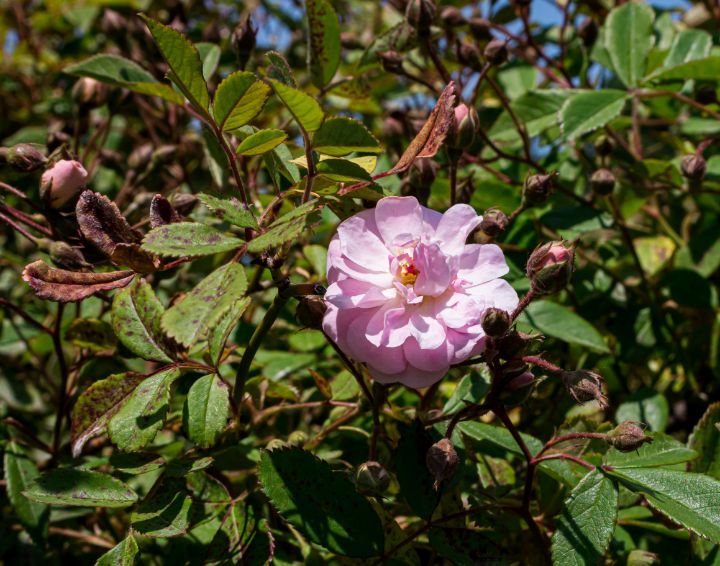 New York Botanical Garden - L'secret Design - Photography, Flowers ...