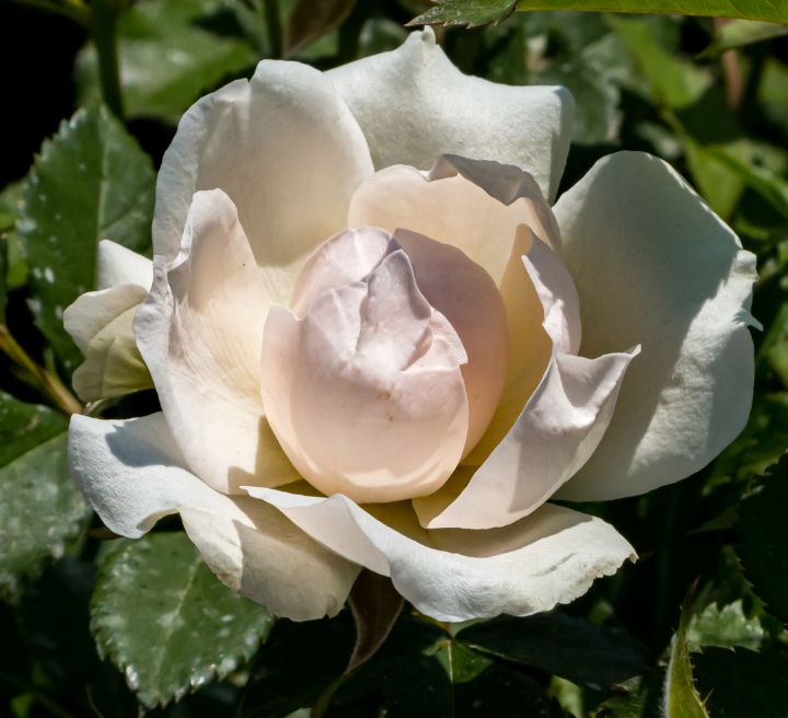 New York Botanical Garden - L'secret Design - Photography, Flowers ...