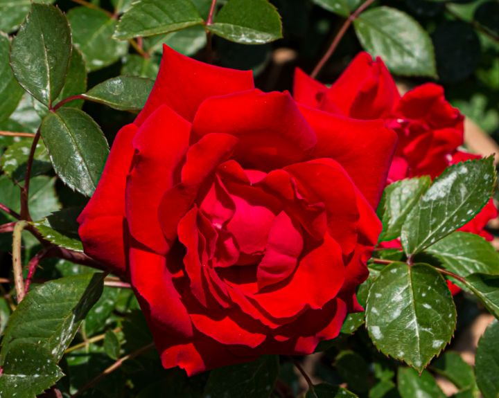 New York Botanical Garden - L'secret Design - Photography, Flowers ...