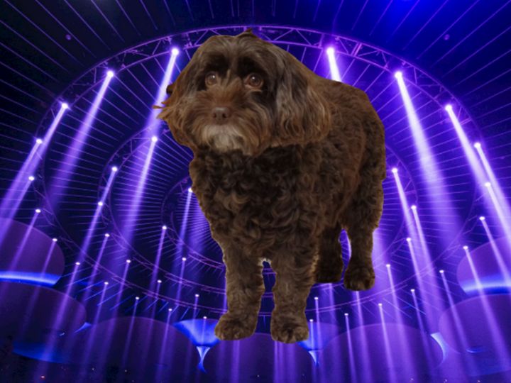 Dark Chocolate Cockapoo photo 3 - Dog Designs - Photography, Animals ...