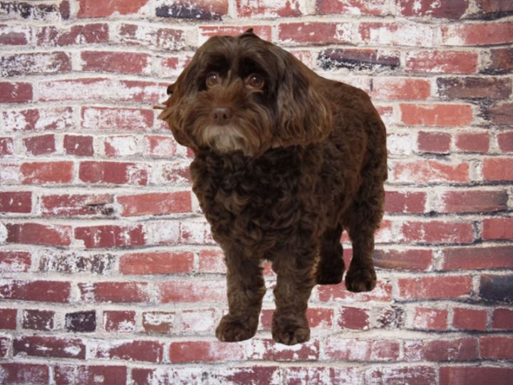 Adult clearance chocolate cockapoo