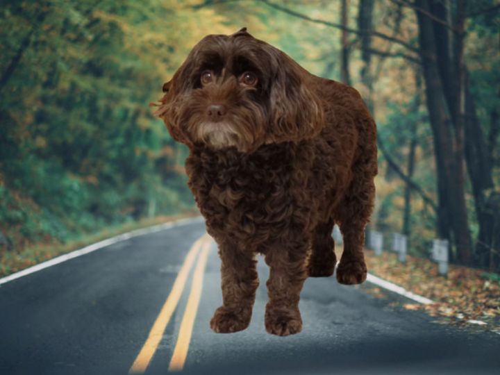 dark chocolate cockapoo photo n7 - Dog Designs - Photography, Animals ...