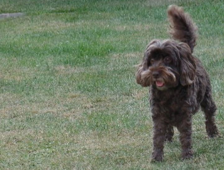Cockapoo standing on the grass - Dog Designs