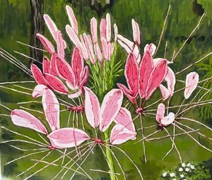 Cleome