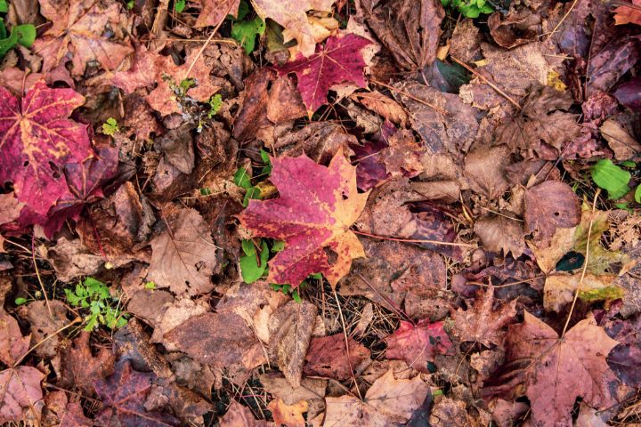 Big Beautiful Leaf - Dark Dreamer Photography