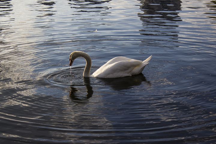 Swan at dawn - Scenery