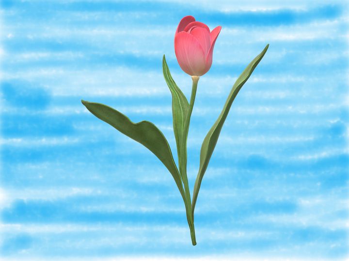 Tulip and sky - Prakrish