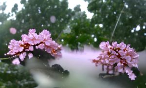 Cherry Blossom In Thunderstorm