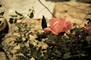 fleur