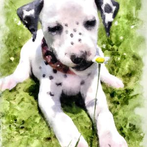 Black & White Dog Collection - CC World - Digital Art, Animals, Birds, &  Fish, Dogs & Puppies, Dalmatian - ArtPal