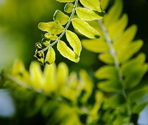 Summer Green