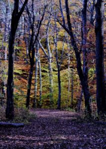 New England Foliage - Patrick Aubuchon Photographer