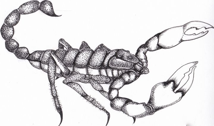 Scorpion Tattoo, Sketch wind scorpion material, ink, leave The Material,  insects png | PNGWing