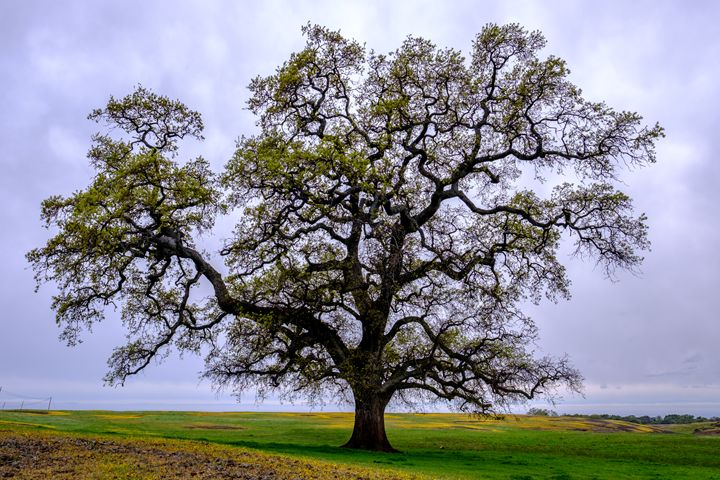 Grand Old Oak - C.S. Wright Photography - Photography, Landscapes ...