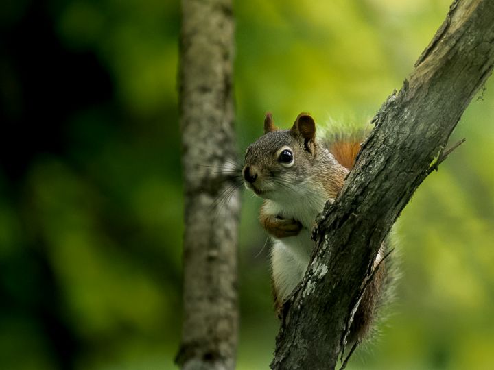 Staring Squirrel - Sanders Art of Fools Photography - Photography ...