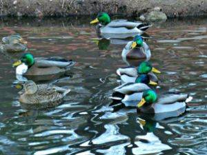 Ducks in a row.